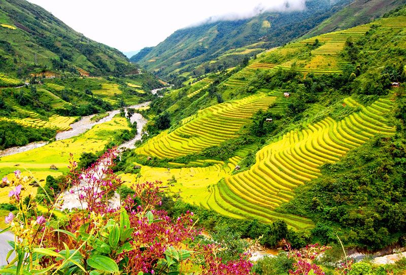 Rice terrace Muong Hoa